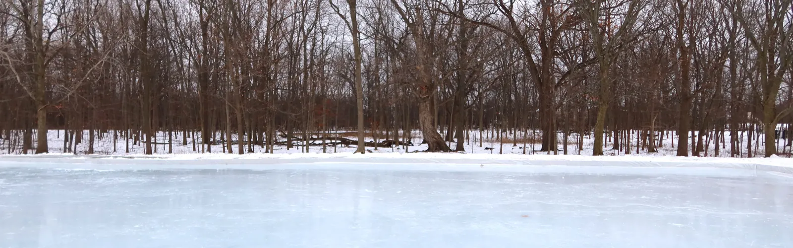 The outdoor ice rink at Arbor Park in Waukegan, a bare ice surface among bare winter trees. — Arbor Park Ice Rink