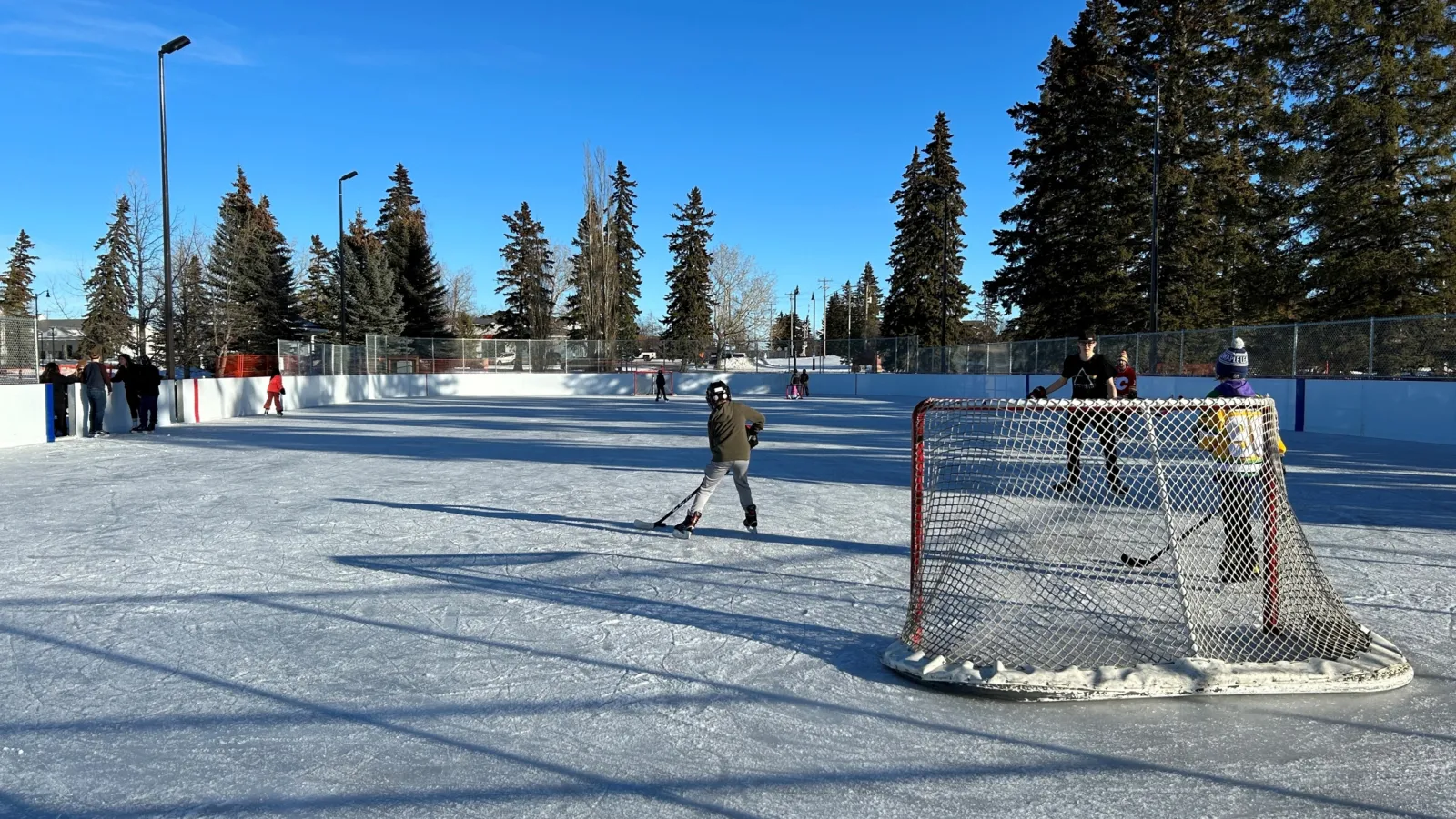 The outdoor rink at Centennial Park on a sunny day, with a goal on clean ice, a skater in the distance and a line of spruce trees behind the boards. — Centennial Park Outdoor Rink (Olds)