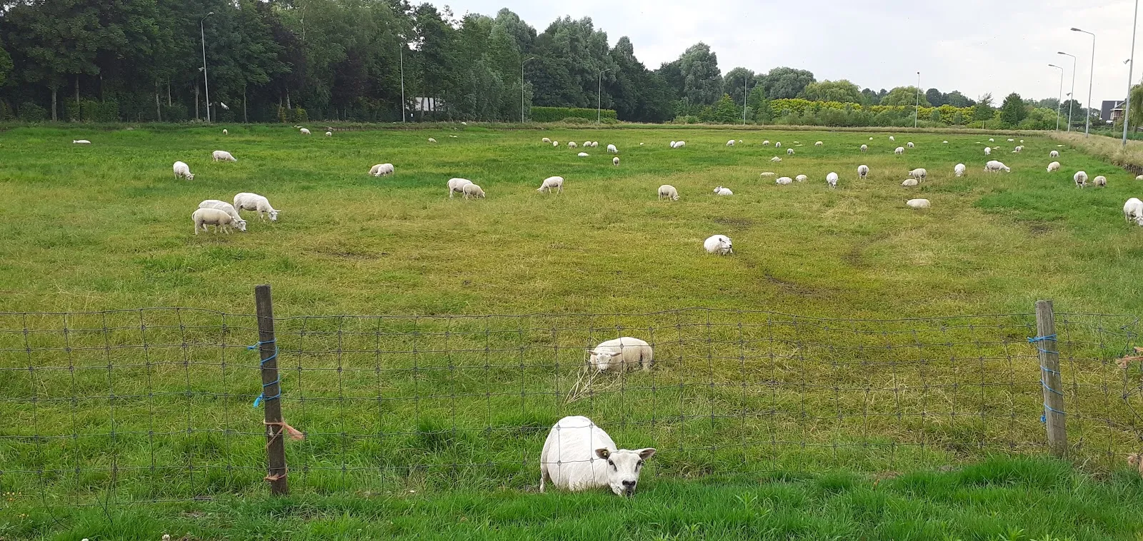 Het baanweiland van Eemnes in de zomer, met grazende schapen achter een draadhek en een bomenrij aan de overkant. – Eemnesser IJsclub De Vaart