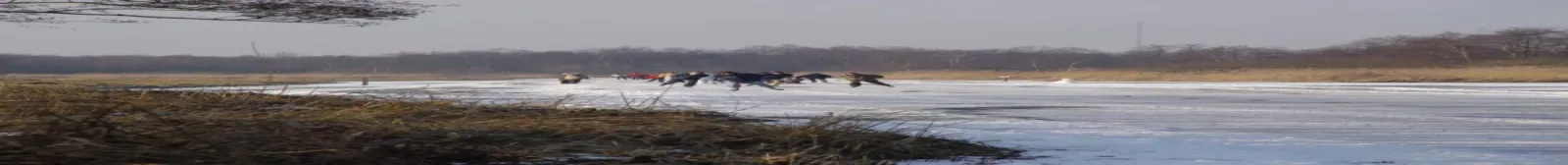 A wide panorama of the frozen natural-ice area at Kortenhoef with a group of skaters far out on the white ice, reeds in the foreground and a low horizon of trees under a pale sky. — Schaatsbaan Kortenhoef (IJsclub Onderling Genoegen)