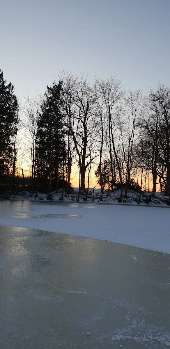 The flooded Hamar rink at sunset with bare trees and evergreens along the far bank. — IJsbaan Hamar (IJsvereniging Hamar, Stadskanaal)