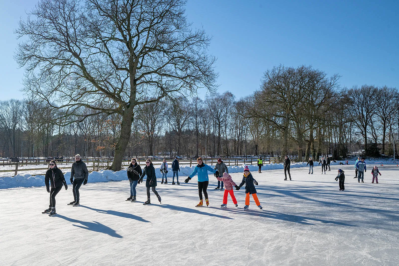 Schaatsers van alle leeftijden verspreid over het zonnige natuurijs bij Laag-Soeren, met een grote eik en kale bomen achter het hek rond de baan. – IJsvereniging Laag-Soeren