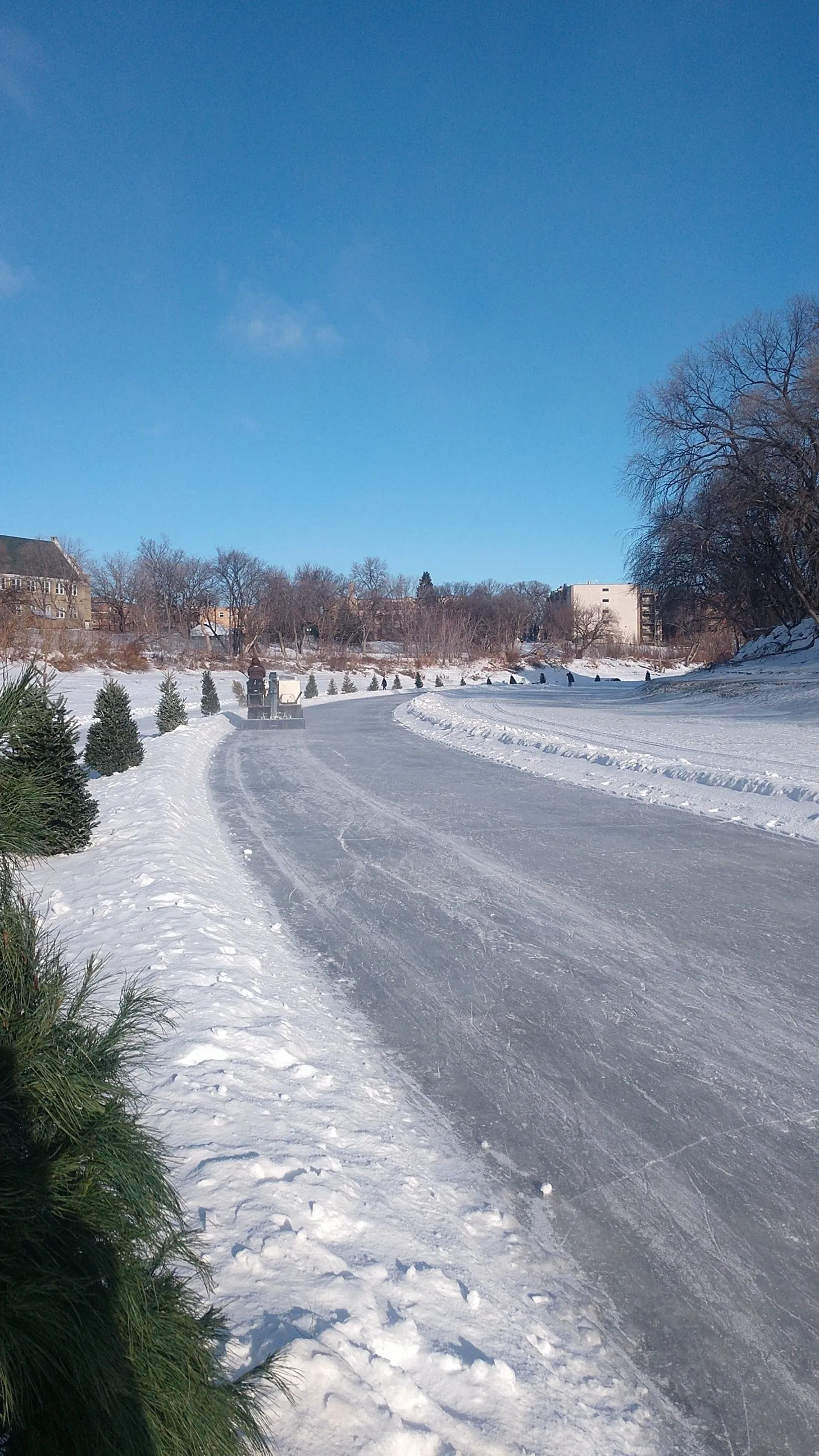 Un carril de patinaje despejado del sendero del río en invierno, junto a abetos y una orilla nevada, con cielo azul y sin personas a la vista — Nestaweya River Trail at The Forks