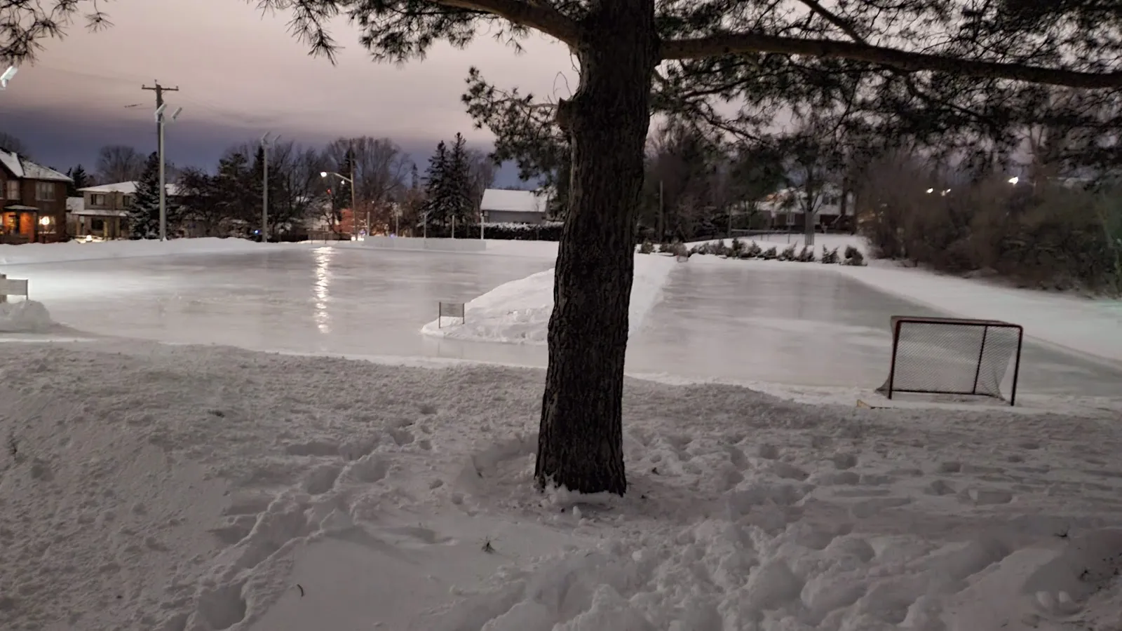The ice at Alta Vista Park's outdoor rink in the evening, with a hockey goal at the right and a pine tree in the foreground — Alta Vista Park Outdoor Rink