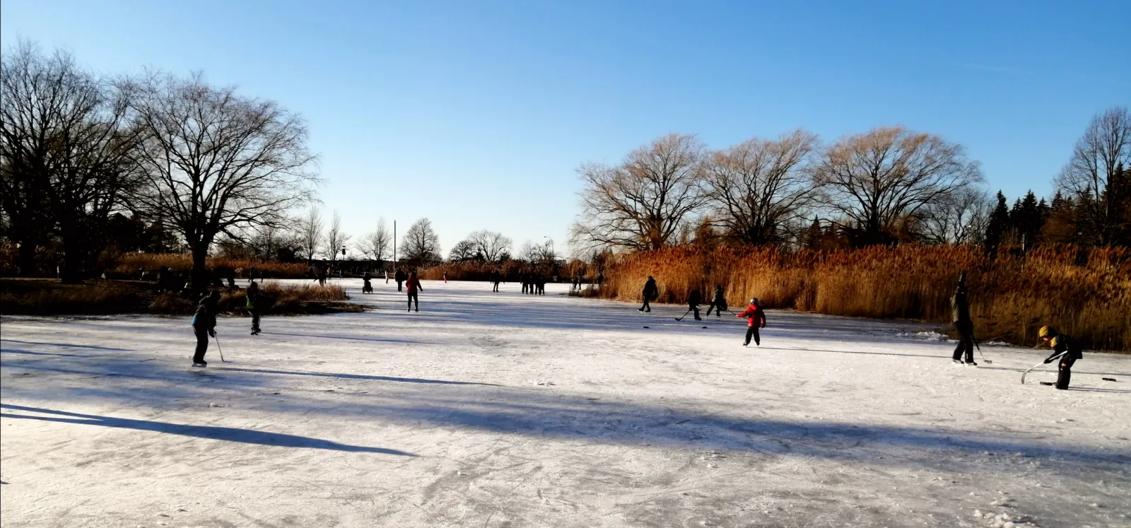 Des patineurs et des joueurs de hockey répartis sur la glace naturelle de la patinoire de l'étang du parc Jarry, par une journée d'hiver ensoleillée, avec des roseaux et des arbres dénudés en arrière-plan — Parc Jarry Outdoor Rinks