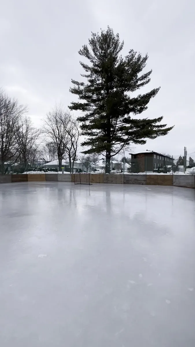 La patinoire extérieure du parc Adolphe-Chapleau à Sainte-Thérèse vue de l'autre côté de la glace, avec un grand pin et les maisons voisines derrière — Patinoire du parc Adolphe-Chapleau