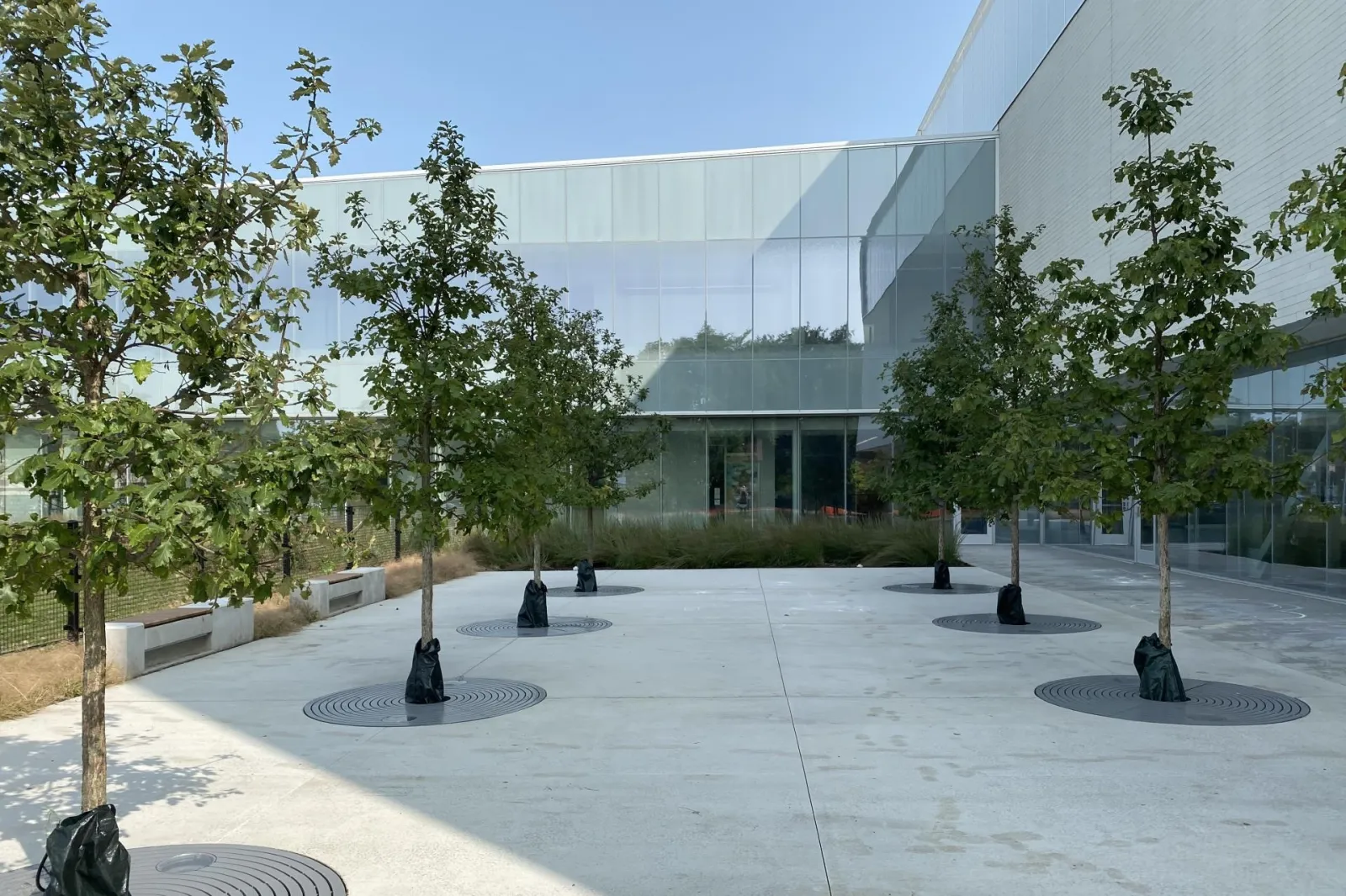 The glazed two-storey west elevation and white brick arena wall seen across the paved courtyard, with young trees in circular grates and a bench along the edge — Robert Crown Community Center