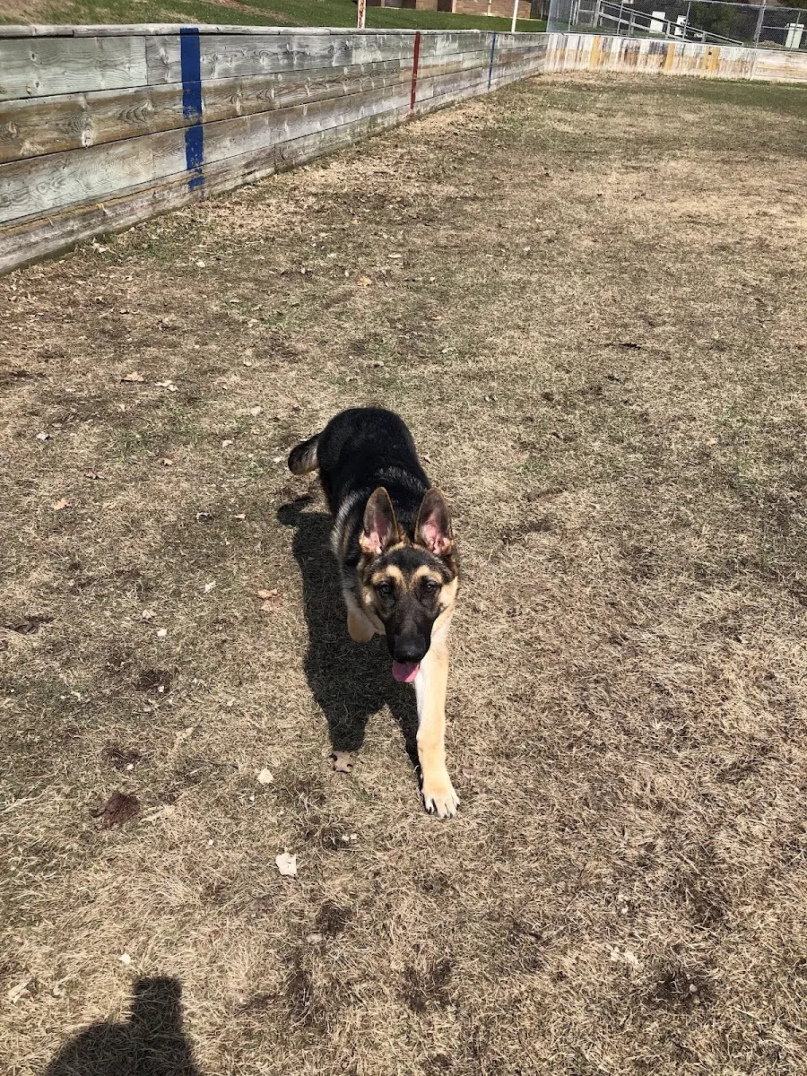 The wooden boards of the Strachauer Park rink before the ice is made, with a dog on the bare ground — Strachauer Park Ice Rinks