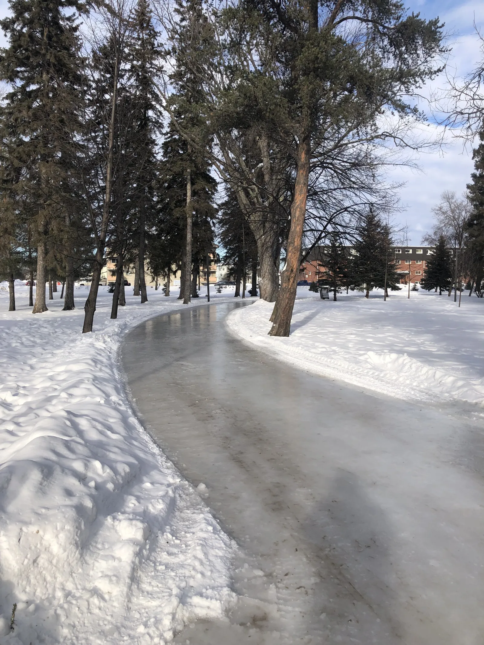The ice trail curving through Vickers Park beneath tall trees — Vickers Park Skating Trail