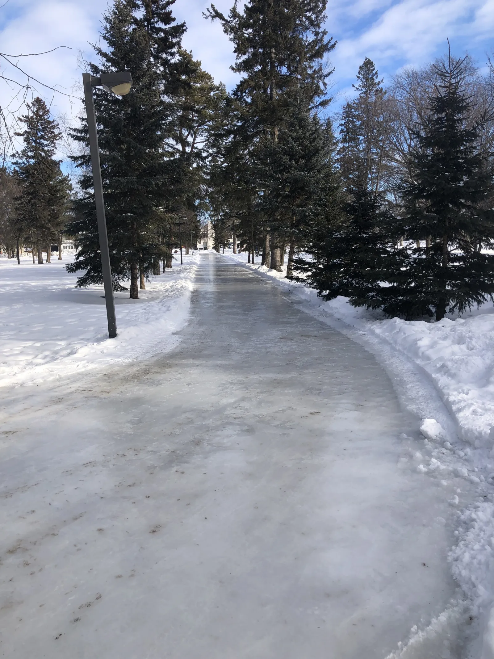 The groomed ice trail at Vickers Park running between spruce trees and a light pole — Vickers Park Skating Trail